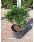 Pinus mugo Varella (shtamb)